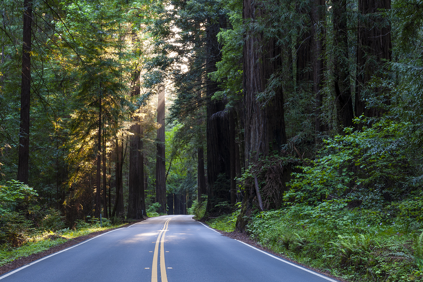 Image Of Avenue Of The Giants, Historic Hotels Of America