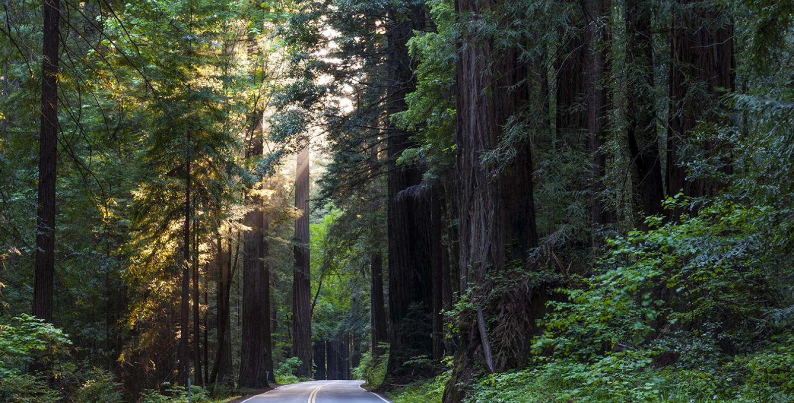 Take a day to experience the Avenue of the Giants, the Kings Range National Conservation Area, or the Carson Mansion—the ultimate Victorian.