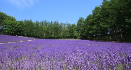 Blue Mountain Lavender Farm