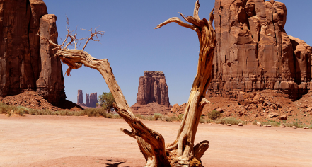Explore 500 miles of dirt roads at Anza-Borrego Desert State Park and see some of the country's most incredible desert wildlife.