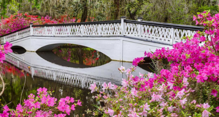 Magnolia Plantation And Gardens