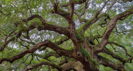 Angel Oak Tree