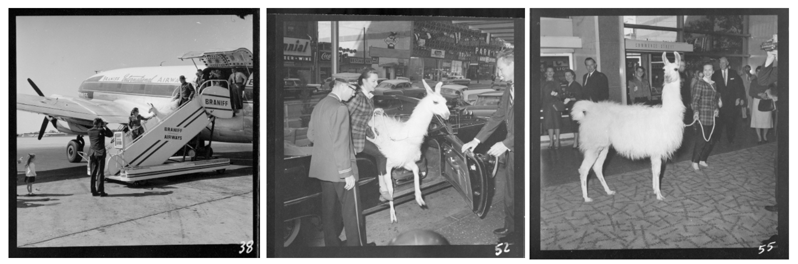 Linda arriving in Dallas and at The Statler