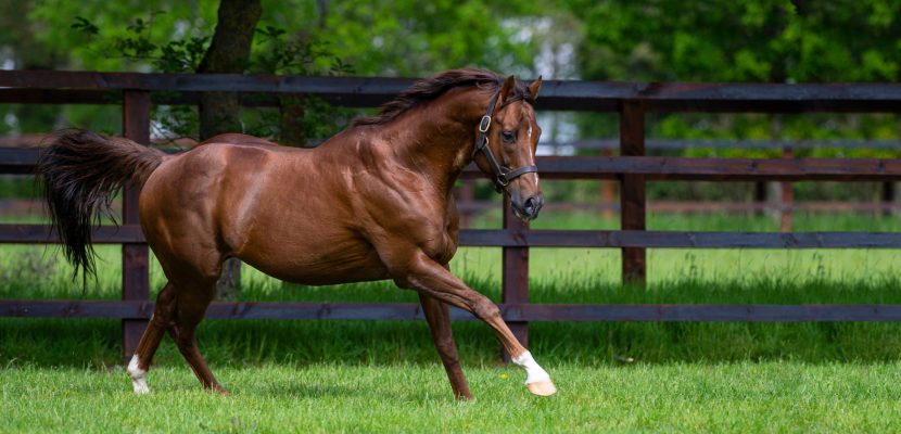 Experience the Irish National Stud & Gardens in neighboring Tully.