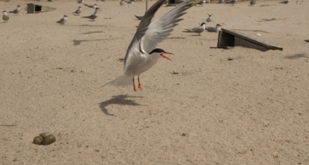 Monomoy Wildlife Refuge