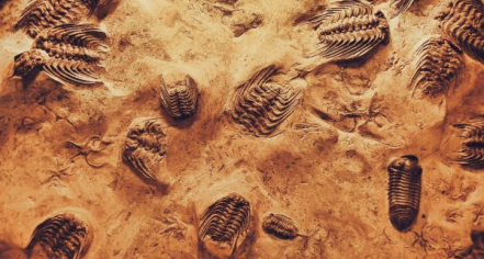 Devonian Gorge Fossil