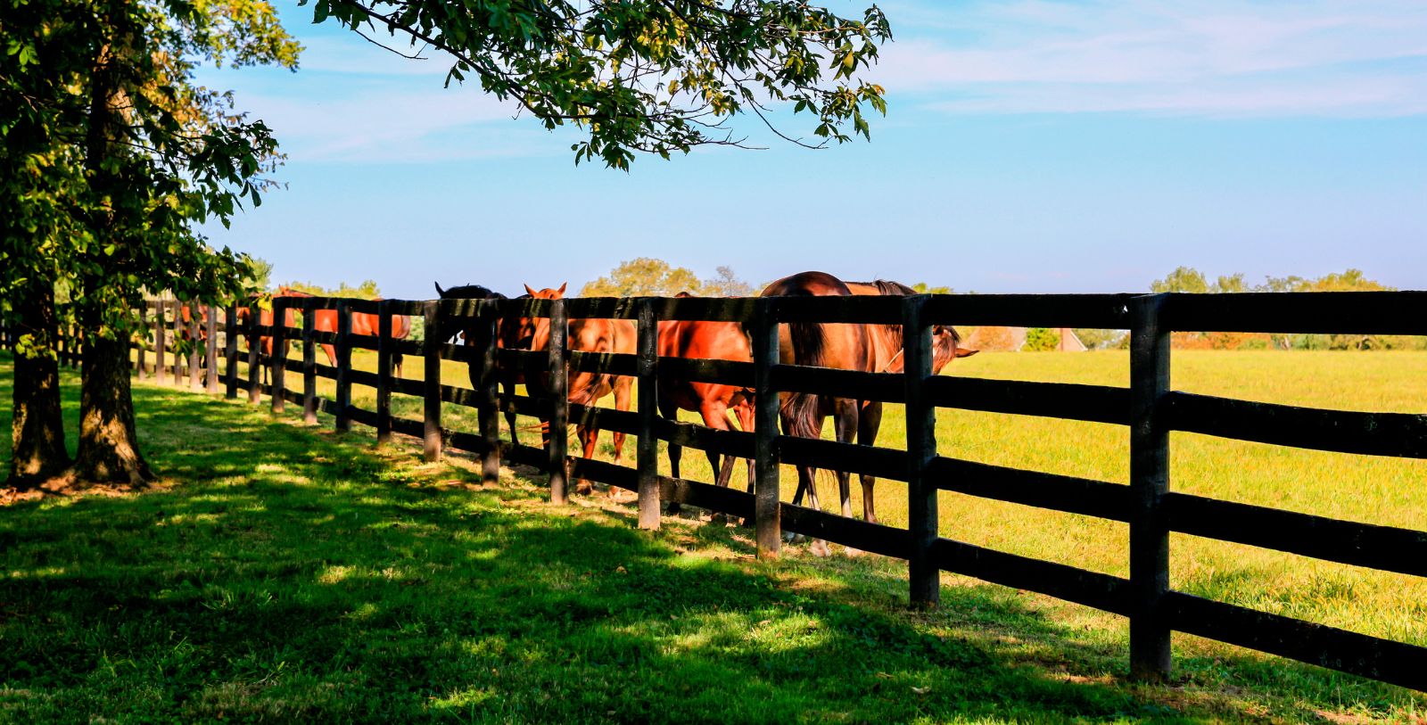 Take a day to explore the nearby Kentucky Horse Park, Keeneland Race Track for horse racing, and the Shaker Village of Pleasant Hill.