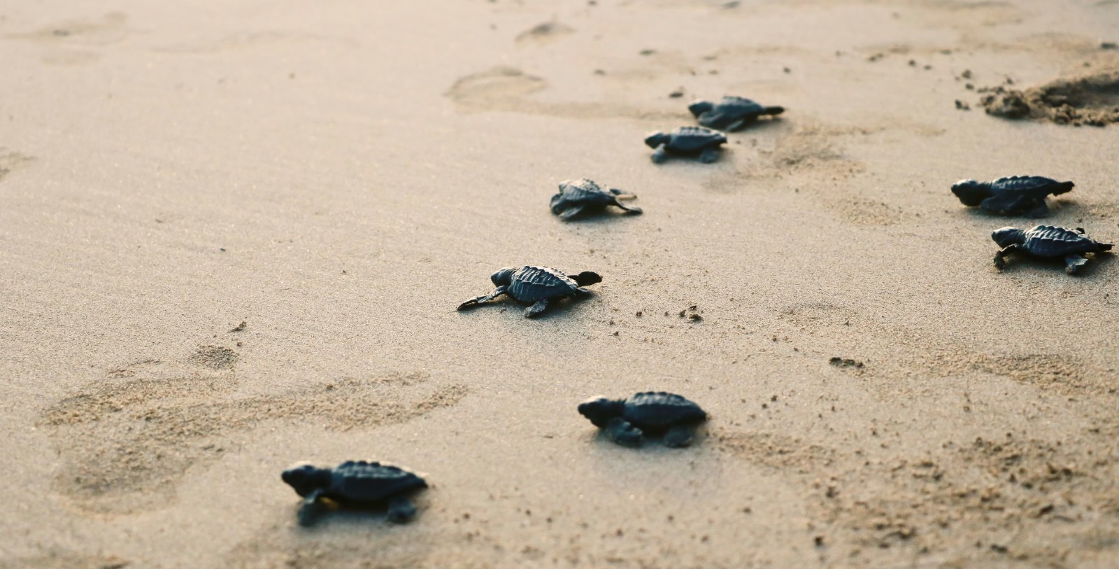 Image of Hawksbill sea turtle hatchlings near Half Moon, 1954, a Member of Historic Hotels Worldwide since 2023 in Montego Bay, Jamaica