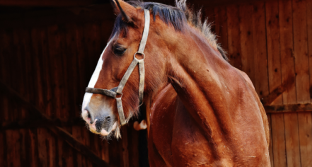 Cindy’s Riding Stable