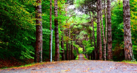 Mackinac Island State Park