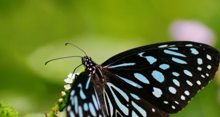 The Original Mackinac Island Butterfly House
