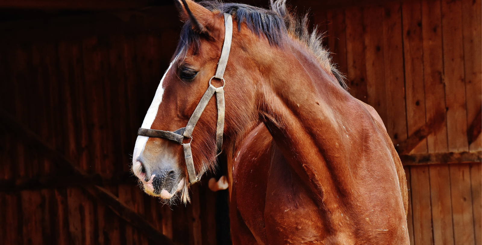 Experience a tour around the island in the Mackinac style: horse-drawn carriage ride.