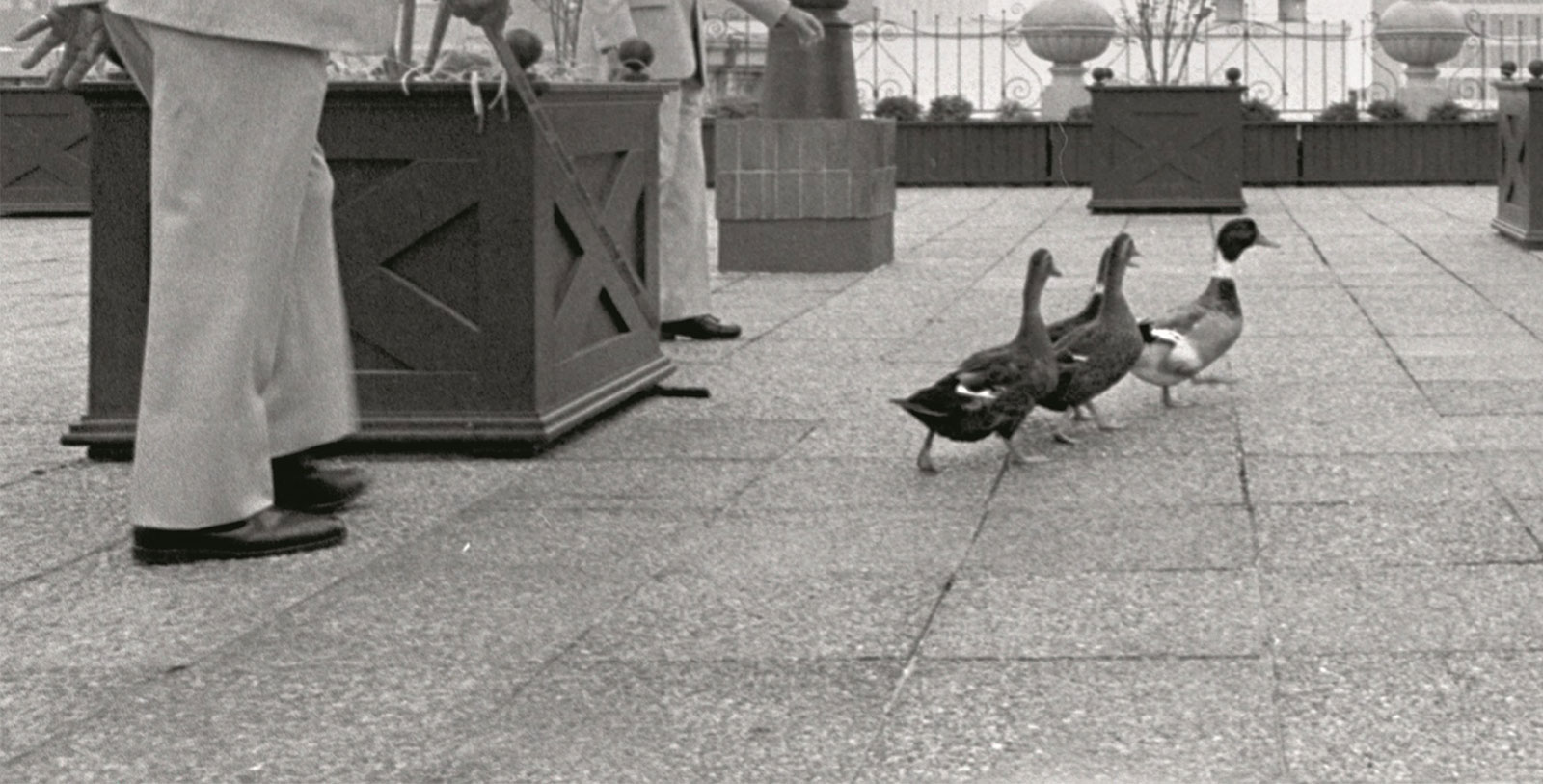 Discover the Peabody Ducks at The Peabody Memphis.