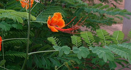Fota House, Arboretum And Gardens
