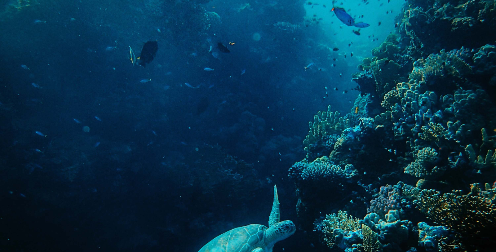 Experience the coastal paradise of the nearby Hvaler archipelago while snorkeling or diving the underwater trails that crisscross Ytre Hvaler National Park.