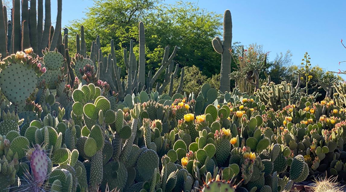 Explore the wonders of the Sonoran Desert.
