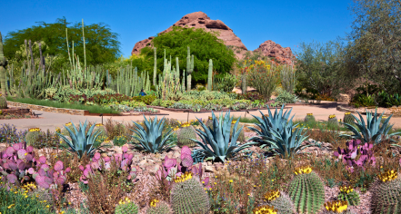 Desert Botanical Gardens