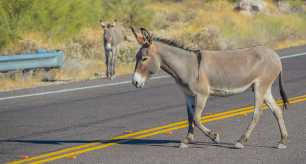 Lake Pleasant Regional Park & Discovery Center