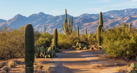 Saguaro National Park