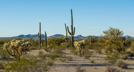 Sonoran Desert National Monument