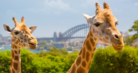 WILD LIFE Sydney Zoo