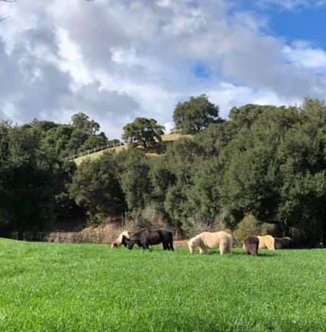 Image Of Quicksilver Miniature Horse Ranch, Historic Hotels Of America