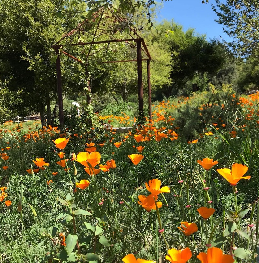 Image Of Santa Ynez Valley Botanic Garden, Historic Hotels Of America