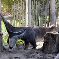 Happy Hollow Park & Zoo