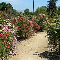 Heritage Rose Garden