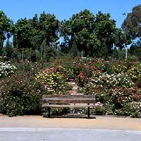 Municipal Rose Garden