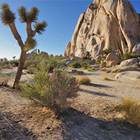 Joshua Tree National Park