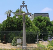 Parent Navel Orange Tree