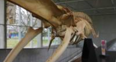 Beaty Biodiversity Museum