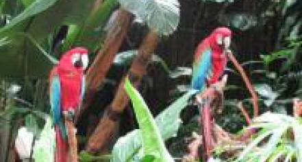 Bloedel Conservatory