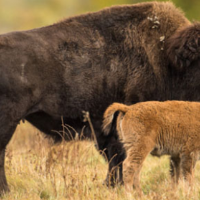 Elk Island National Park