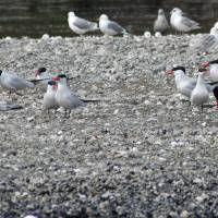 Esquimalt Lagoon Migratory Bird Sanctuary