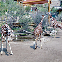 Cheyenne Mountain Zoo