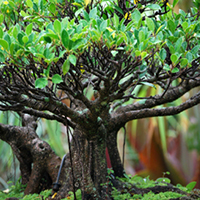 USF Botanical Gardens