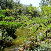 Morikami Museum & Japanese Gardens