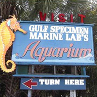 Gulf Specimen Aquarium