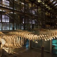 Grande Galerie De L'Évolution