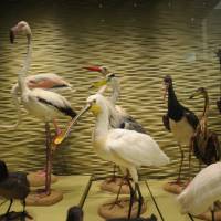 Muséum Départemental Du Var