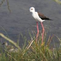 Parc Naturel Régional De Camargue