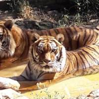 Zoo Fauverie Du Mont Faron