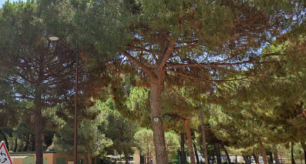 Jardin De La Pinède