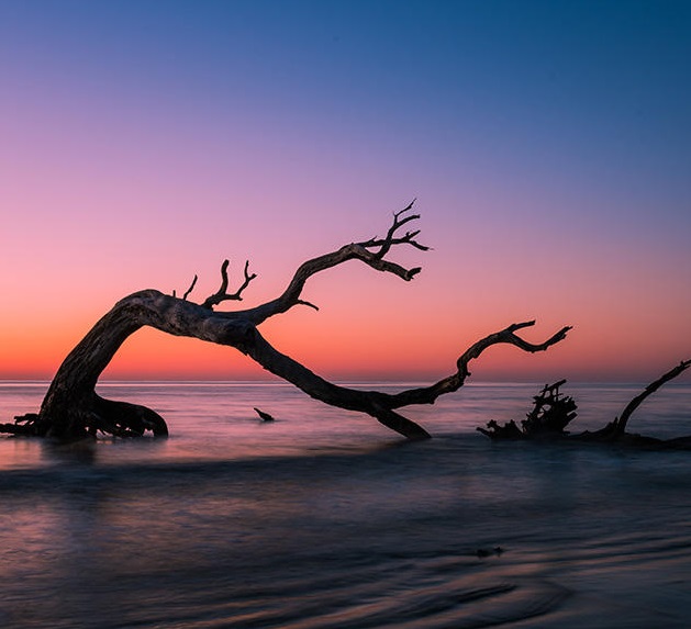 Driftwood Beach