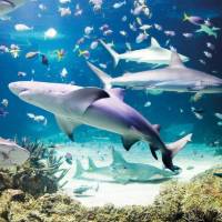 AquaDom & SEA LIFE Berlin