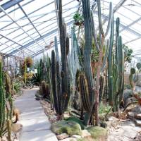 BOT Botanischer Garten, Dresden