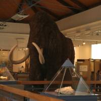 Magyar Természettudományi Múzeum (Hungarian Natural History Museum)