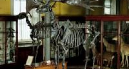National Museum Of Ireland - Natural History Museum